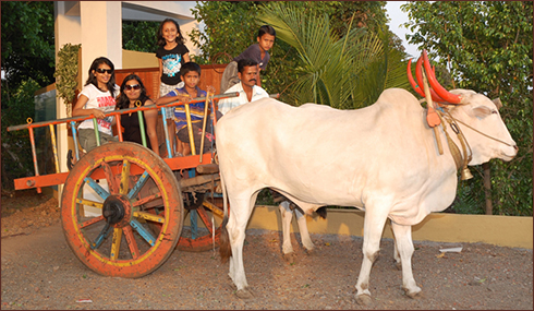 Enjoy Bullock Cart Ride