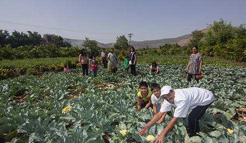Vegetables Grown In Farms