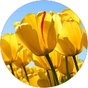 Sameer B. profile picture
